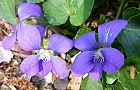 110415-sumire.jpg(6263 byte)