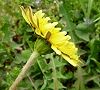 110415-tanpopo.jpg(4703 byte)
