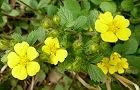 110416-hebiitigo.jpg(6029 byte)