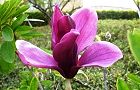 110416-simokuren.jpg(6537 byte)