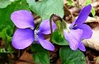 110416-sumire.jpg(5823 byte)