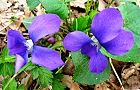 110416-sumire2.jpg(6791 byte)