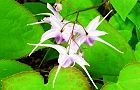 100505-ikarisou.jpg(5511 byte)