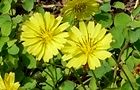 100505-jijibari.jpg(6549 byte)