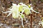 110415-ikarisou.jpg(5494 byte)