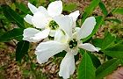 110416-rikyubai.jpg(6372 byte)