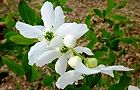 110416-rikyubai2.jpg(6376 byte)