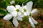110416-rikyubai3.jpg(5846 byte)
