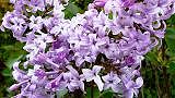 110416-rira-m.jpg(8376 byte)