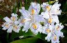 110416-syaga2.jpg(6113 byte)