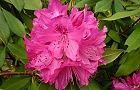 110416-syakunage.jpg(5748 byte)