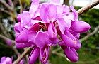 110417-hanazuou.jpg(6050 byte)
