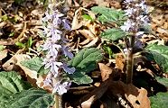 110417-jyuni.jpg(12463 byte)
