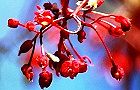 110417-nomura.jpg(6302 byte)