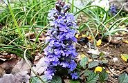 110418-seiyou.jpg(13367 byte)