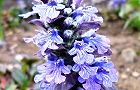 110418-seiyou3.jpg(6428 byte)