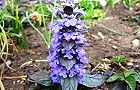 110418-seiyou4.jpg(7784 byte)