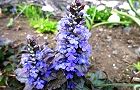 110418-seiyou5.jpg(7134 byte)