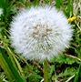 110418-tanpopo.jpg(4056 byte)