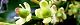 110419-motinoki-s.jpg(1737 byte)