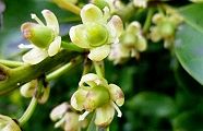 110419-motinoki.jpg(7499 byte)