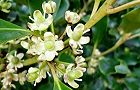110419-motinoki3.jpg(6591 byte)