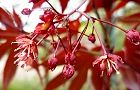 110420-nomura.jpg(6073 byte)
