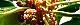 110425-yuzuriha-s.jpg(1875 byte)