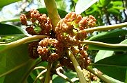 110425-yuzuriha.jpg(10143 byte)