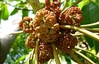 110425-yuzuriha2.jpg(6833 byte)