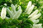 110428-uwamizu2.jpg(7242 byte)