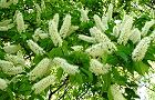 110428-uwamizu3.jpg(7841 byte)