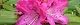 110429-syakunage-s.jpg(1508 byte)