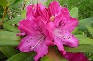 110429-syakunage.jpg(7688 byte)