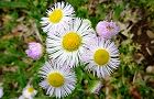 110430-harujion2.jpg(6501 byte)