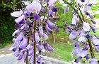 110429-fujinohana.jpg(7105 byte)