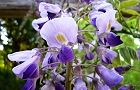 110429-fujinohana2.jpg(6412 byte)