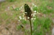 110430-hera.jpg(5574 byte)