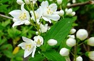 110430-himeutugi.jpg(8645 byte)