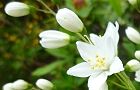 110430-himeutugi2.jpg(4894 byte)