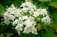 110430-miyama-gama.jpg(8756 byte)