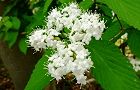 110430-miyama-gama3.jpg(5605 byte)