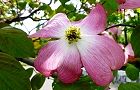 110502-hanamizuki.jpg(6164 byte)