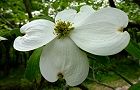 110502-hanamizuki2.jpg(5111 byte)
