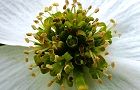 110502-hanamizuki3.jpg(5093 byte)