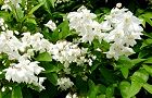 110502-himeutugi2.jpg(7261 byte)