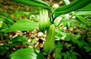 110502-hochaku.jpg(8426 byte)