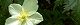 110502-itirinsou-s.jpg(1476 byte)