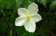 110502-itirinsou.jpg(6296 byte)