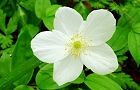 110502-itirinsou4.jpg(4849 byte)